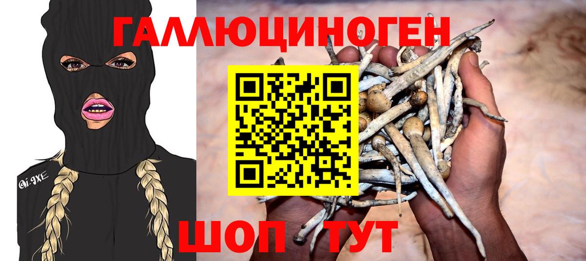 Галлюциногенные грибы Psilocybine cubensis  Вход с VPN  Мыски  Псилоцибиновые грибы мицелий 